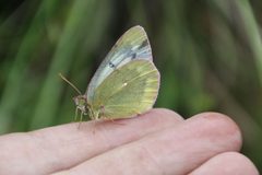 Colias tyche by (c) gonodactylus, some rights reserved (CC BY), uploaded by gonodactylus. Used under a CC-BY license.