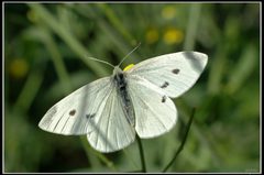 Pieris by (c) Eran Finkle, some rights reserved (CC BY). Used under a CC-BY license.