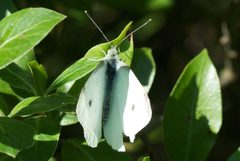 Pieris by (c) Jon Sullivan, some rights reserved (CC BY). Used under a CC-BY license.