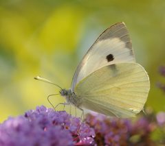 Pieris by (c) Thomas Bresson, some rights reserved (CC BY). Used under a CC-BY license.