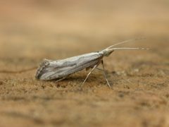 Plutella porrectella by (c) Donald Hobern, some rights reserved (CC BY). Used under a CC-BY license.