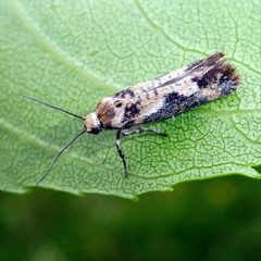 Praydidae by (c) Barry Walter, some rights reserved (CC BY), uploaded by Barry Walter. Used under a CC-BY license.