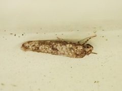 Praydidae by (c) Saryu Mae 前 朝琉, some rights reserved (CC BY), uploaded by Saryu Mae 前 朝琉. Used under a CC-BY license.