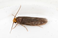 Praydidae by (c) Drepanostoma, some rights reserved (CC BY), uploaded by Drepanostoma. Used under a CC-BY license.