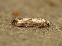Praydidae by (c) Donald Hobern, some rights reserved (CC BY). Used under a CC-BY license.