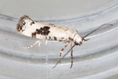 Prays fraxinella by (c) Drepanostoma, some rights reserved (CC BY), uploaded by Drepanostoma. Used under a CC-BY license.