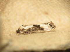 Prays fraxinella by (c) Donald Hobern, some rights reserved (CC BY). Used under a CC-BY license.