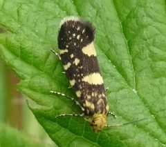 Lampronia corticella by (c) Y. Liu, some rights reserved (CC BY), uploaded by Y. Liu. Used under a CC-BY license.