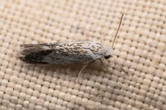 Prodoxus marginatus by (c) Trevor Van Loon, some rights reserved (CC BY), uploaded by Trevor Van Loon. Used under a CC-BY license.