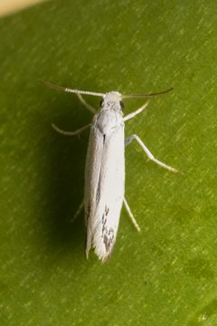 Prodoxus marginatus by (c) Trevor Van Loon, some rights reserved (CC BY), uploaded by Trevor Van Loon. Used under a CC-BY license.