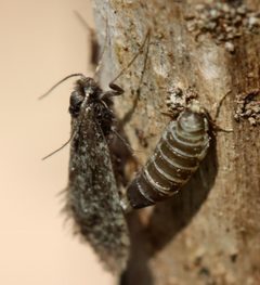 Siederia walshella by (c) Gordon C. Snelling, some rights reserved (CC BY), uploaded by Gordon C. Snelling. Used under a CC-BY license.