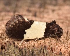 Kearfottia albifasciella by (c) skitterbug, some rights reserved (CC BY), uploaded by skitterbug. Used under a CC-BY license.