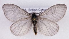Hyaloscotes fragmentella by (c) Dave, some rights reserved (CC BY), uploaded by Dave. Used under a CC-BY license.