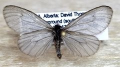 Hyaloscotes pithopoera by (c) Doug Macaulay, some rights reserved (CC BY), uploaded by Doug Macaulay. Used under a CC-BY license.
