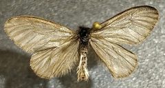 Hyaloscotes pithopoera by (c) Doug Macaulay, some rights reserved (CC BY), uploaded by Doug Macaulay. Used under a CC-BY license.