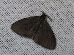 Cryptothelea nigrita by (c) Donald Hobern, some rights reserved (CC BY). Used under a CC-BY license.