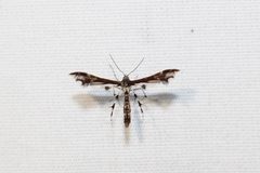Geina tenuidactylus by (c) Quinten Wiegersma, some rights reserved (CC BY), uploaded by Quinten Wiegersma. Used under a CC-BY license.