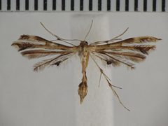 Sphenarches anisodactylus by (c) Donald Hobern, some rights reserved (CC BY). Used under a CC-BY license.