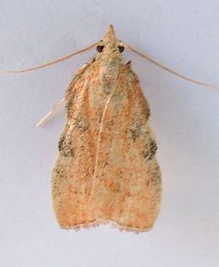 Negalasa rubralis by (c) jimeckert49, some rights reserved (CC BY). Used under a CC-BY license.