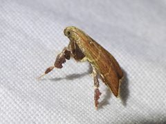 Parachma ochracealis by (c) Sam Kieschnick, some rights reserved (CC BY), uploaded by Sam Kieschnick. Used under a CC-BY license.