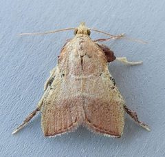 Paragalasa exospinalis by (c) jimeckert49, some rights reserved (CC BY). Used under a CC-BY license.