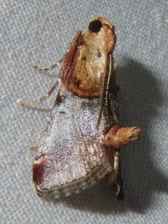 Cacozelia basiochrealis by (c) Sue Carnahan, some rights reserved (CC BY), uploaded by Sue Carnahan. Used under a CC-BY license.