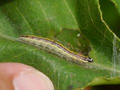Epipaschia superatalis by (c) Matt Muir, some rights reserved (CC BY), uploaded by Matt Muir. Used under a CC-BY license.