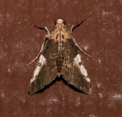 Milgithea alboplagialis by (c) Laura Gaudette, some rights reserved (CC BY), uploaded by Laura Gaudette. Used under a CC-BY license.