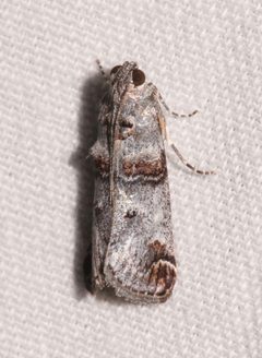 Oneida luniferella by (c) Laura Gaudette, some rights reserved (CC BY), uploaded by Laura Gaudette. Used under a CC-BY license.
