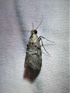 Pococera euphemella by (c) Annika Lindqvist, some rights reserved (CC BY), uploaded by Annika Lindqvist. Used under a CC-BY license.