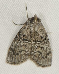 Pococera griseella by (c) Elliott Gordon, some rights reserved (CC BY), uploaded by Elliott Gordon. Used under a CC-BY license.