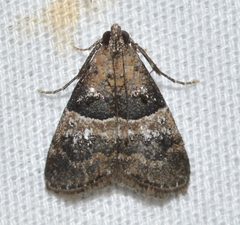 Pococera scortealis by no rights reserved, uploaded by Chrissy McClarren and Andy Reago. Used under a CC0 license.