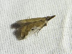 Alpheias oculiferalis by (c) Sam Kieschnick, some rights reserved (CC BY), uploaded by Sam Kieschnick. Used under a CC-BY license.