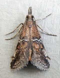 Alpheias vicarilis by (c) jimeckert49, some rights reserved (CC BY). Used under a CC-BY license.