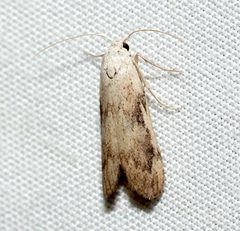 Aphomia fulminalis by (c) David George, some rights reserved (CC BY), uploaded by David George. Used under a CC-BY license.
