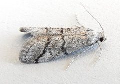 Cacotherapia bilinealis by (c) jimeckert49, some rights reserved (CC BY). Used under a CC-BY license.