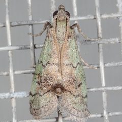 Cacotherapia flexilinealis by (c) Victor Engel, some rights reserved (CC BY), uploaded by Victor Engel. Used under a CC-BY license.
