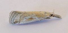 Cacotherapia interalbicalis by (c) jimeckert49, some rights reserved (CC BY). Used under a CC-BY license.