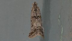 Ancylosis undulatella by (c) Andy Reago & Chrissy McClarren, some rights reserved (CC BY). Used under a CC-BY license.