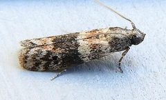 Caudellia nigrella by (c) jimeckert49, some rights reserved (CC BY). Used under a CC-BY license.