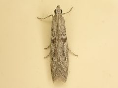 Homoeosoma by (c) Saryu Mae 前 朝琉, some rights reserved (CC BY), uploaded by Saryu Mae 前 朝琉. Used under a CC-BY license.