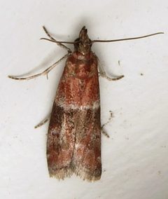 Moodna ostrinella by (c) Nick Block, some rights reserved (CC BY), uploaded by Nick Block. Used under a CC-BY license.