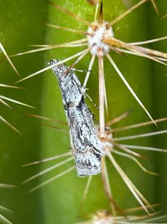 Olybria furciferella by (c) Elliott Gordon, some rights reserved (CC BY), uploaded by Elliott Gordon. Used under a CC-BY license.