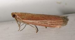 Peoria bipartitella by (c) Nick Block, some rights reserved (CC BY), uploaded by Nick Block. Used under a CC-BY license.