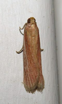 Peoria bipartitella by (c) Nick Block, some rights reserved (CC BY), uploaded by Nick Block. Used under a CC-BY license.