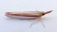 Peoria santaritella by (c) jimeckert49, some rights reserved (CC BY). Used under a CC-BY license.