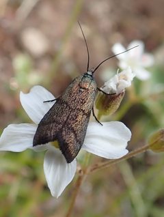 Pyla scintillans by (c) Rob Foster, some rights reserved (CC BY), uploaded by Rob Foster. Used under a CC-BY license.