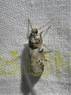 Salebriaria annulosella by (c) Annika Lindqvist, some rights reserved (CC BY), uploaded by Annika Lindqvist. Used under a CC-BY license.
