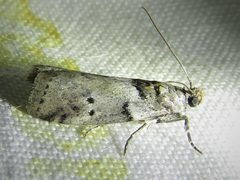 Salebriaria annulosella by (c) Annika Lindqvist, some rights reserved (CC BY), uploaded by Annika Lindqvist. Used under a CC-BY license.