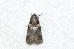 Salebriaria tenebrosella by (c) Owen Strickland, some rights reserved (CC BY), uploaded by Owen Strickland. Used under a CC-BY license.